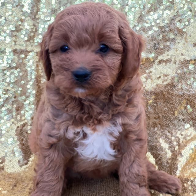 Cinnamon - Cavapoo Female