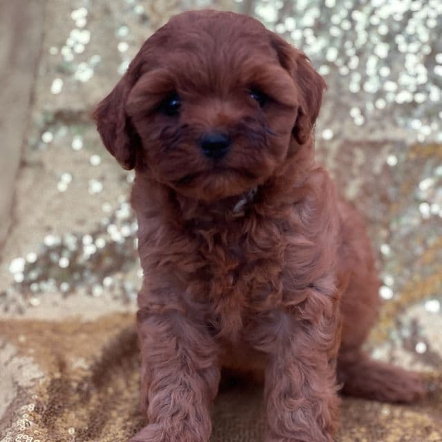 Cookie - Cavapoo Male