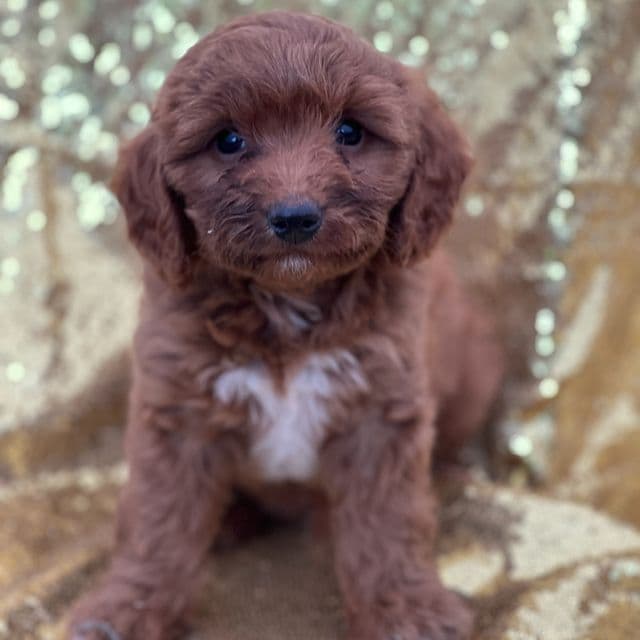 Cubby - Cavapoo Male