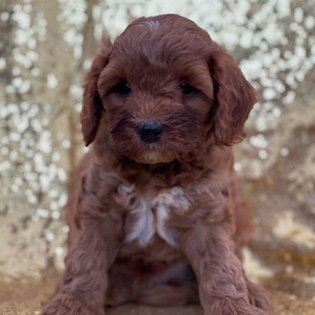 Calvin - Cavapoo Male