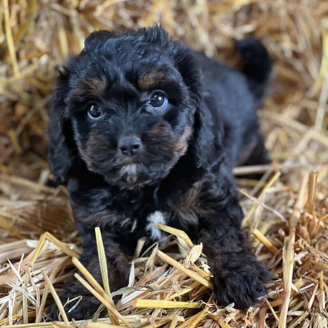 Tessa - Cavapoo Female