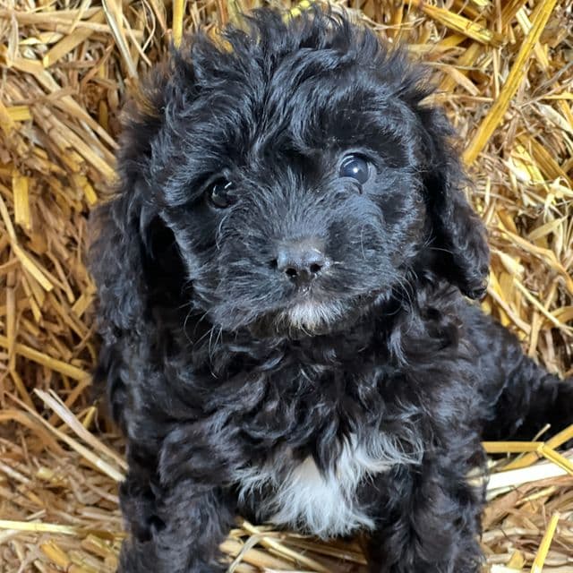Tina - Cavapoo Female