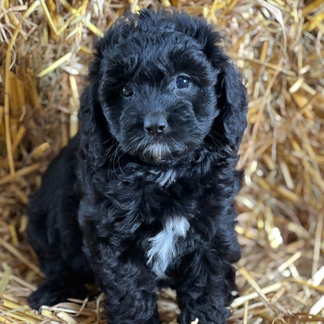 Timber - Cavapoo Female