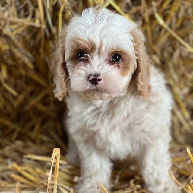 Tiana - Cavapoo Female