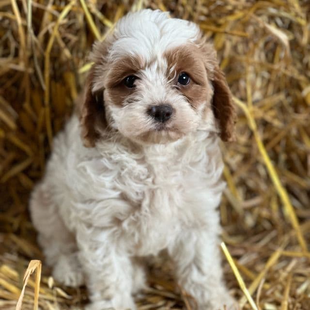 Toto - Cavapoo Male