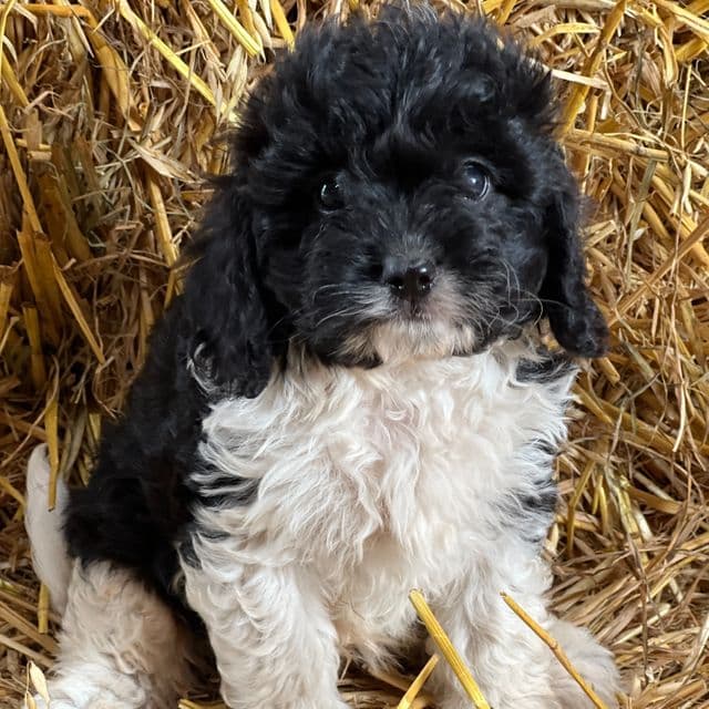 Twix - Cavapoo Male