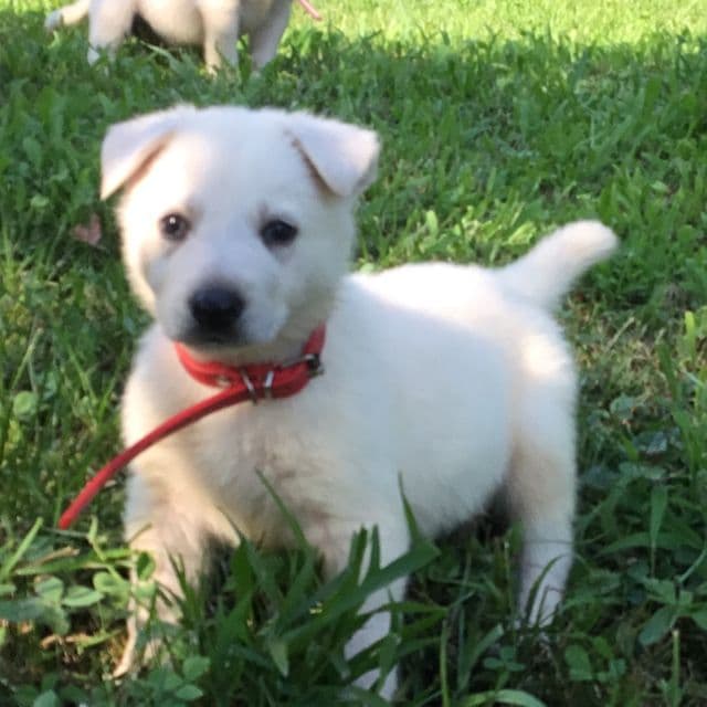 Red - German Shepherd Dog Male