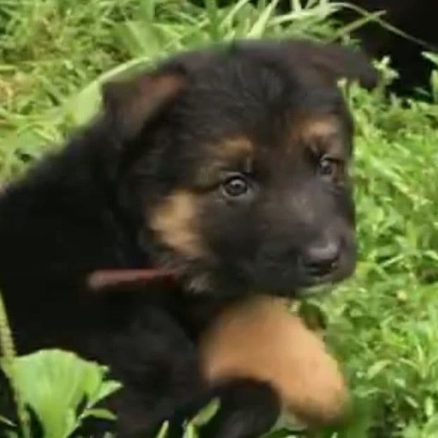 Bud - German Shepherd Dog Male