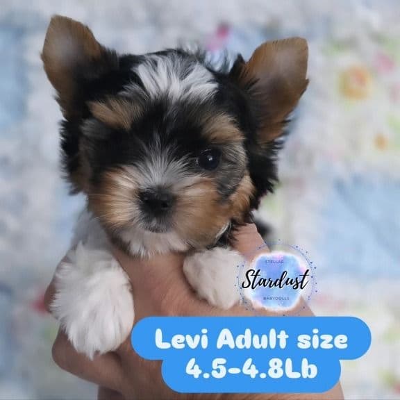 Levi - Biewer Terrier Male
