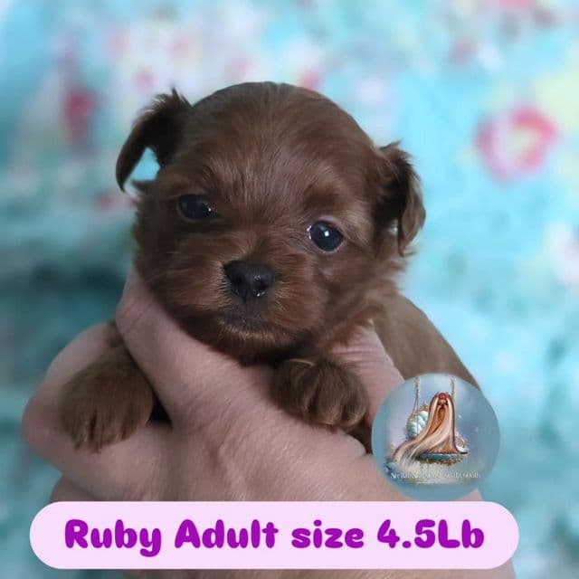 Tiny Ruby - Yorkipoo Female