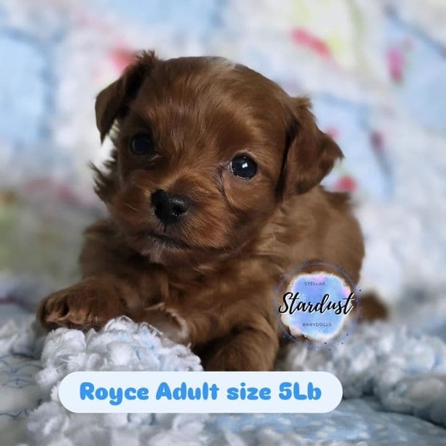 Royce - Yorkipoo Male