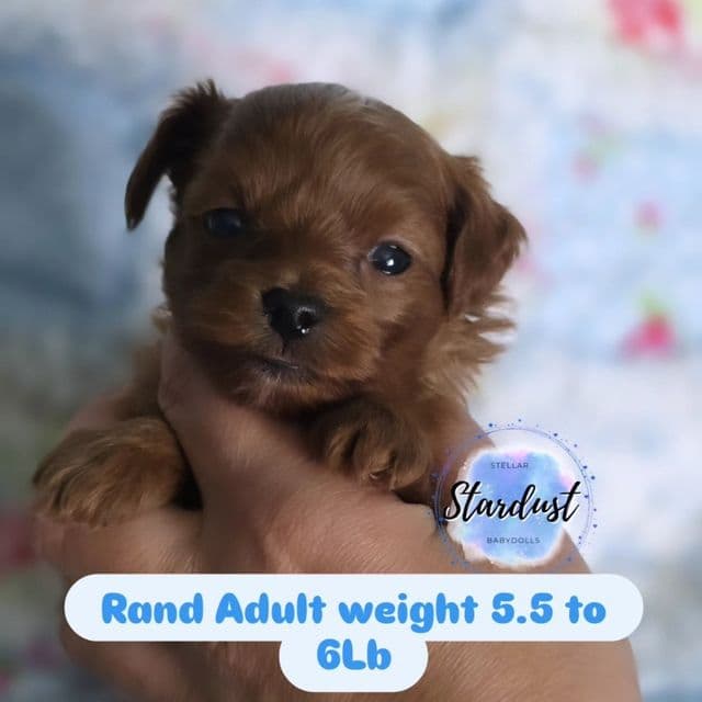 Rand - Yorkipoo Male