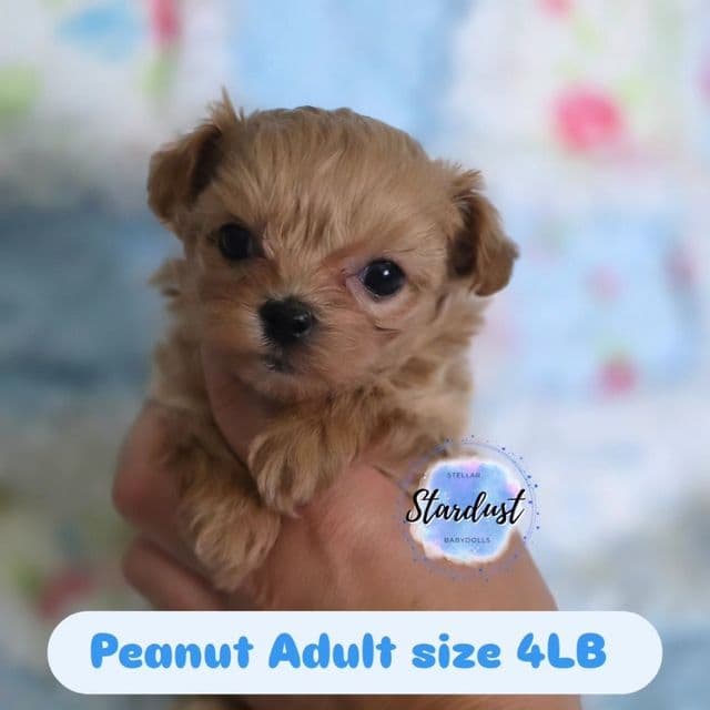 Peanut - Maltipoo Male