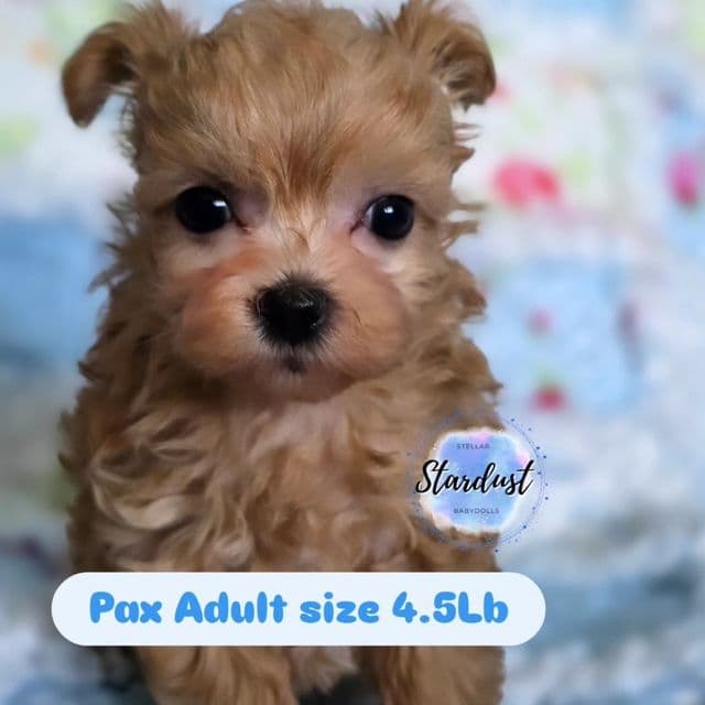 Pax - Maltipoo Male
