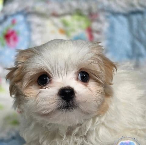 Avi - Morkie Male