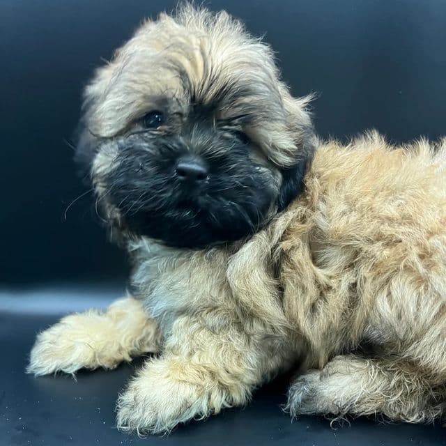 Browni - Shih Tzu Male