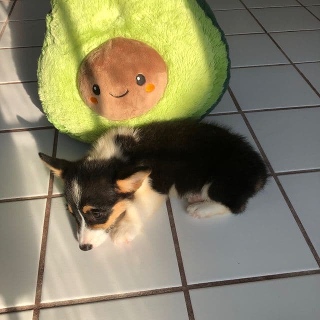 Boy 1 - Pembroke Welsh Corgi Male