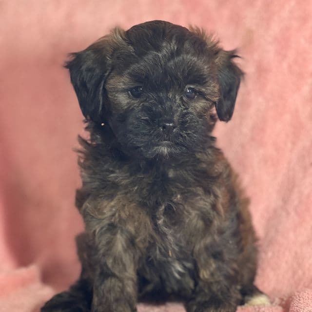 Aurora - Shih-Poo Female