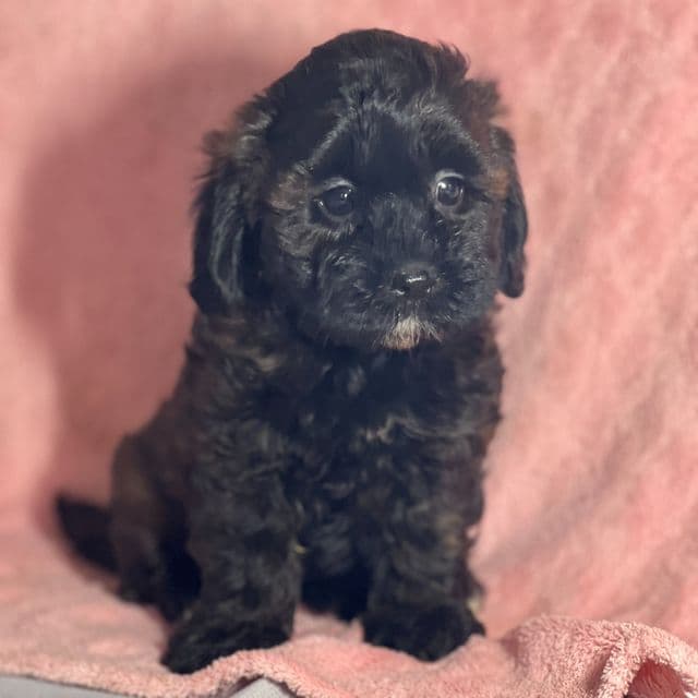 Ami - Shih-Poo Female