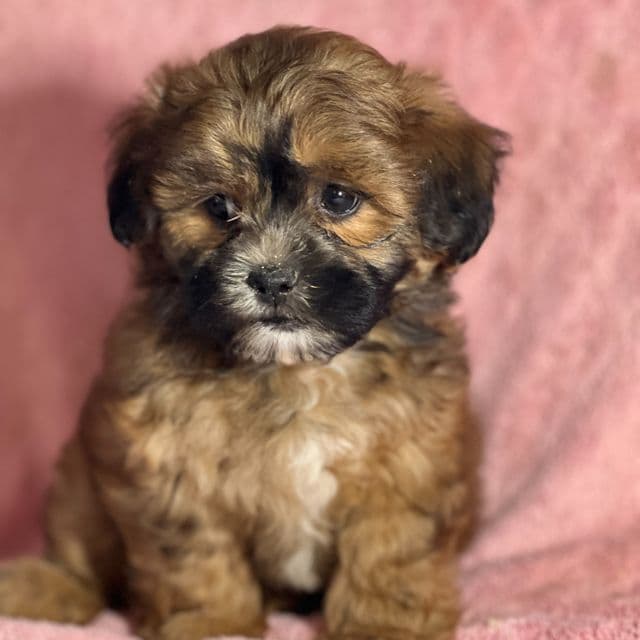 Angeline - Shih-Poo Female