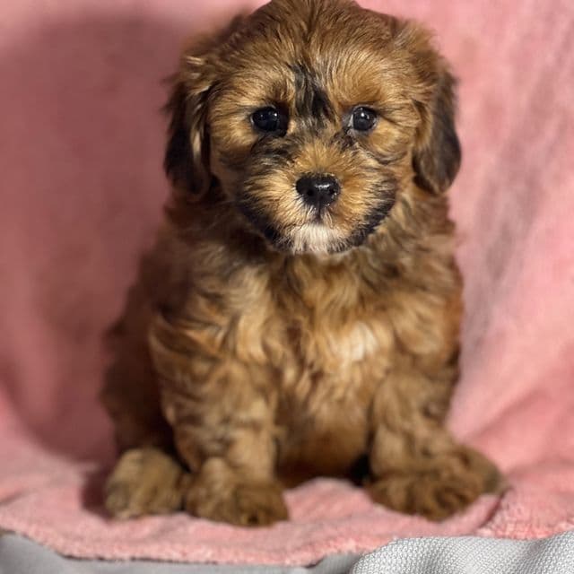 Aubrey - Shih-Poo Female