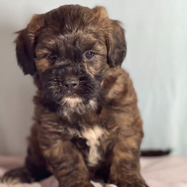Andy - Shih-Poo Male