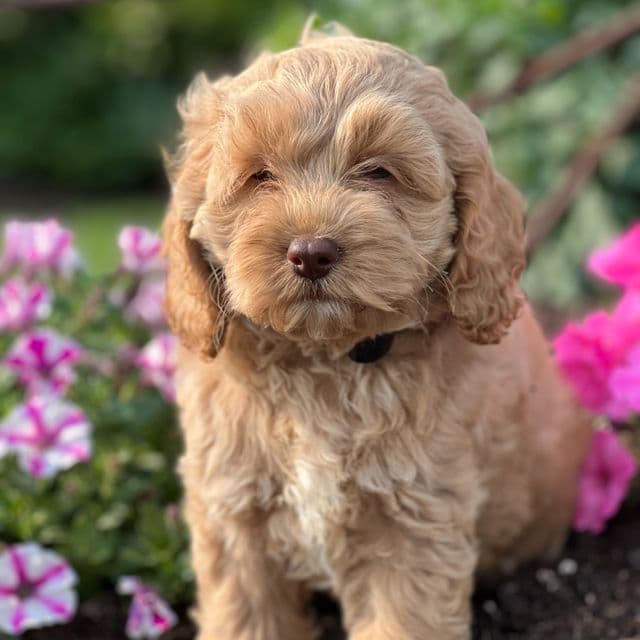 Caramel - Cockapoo Female