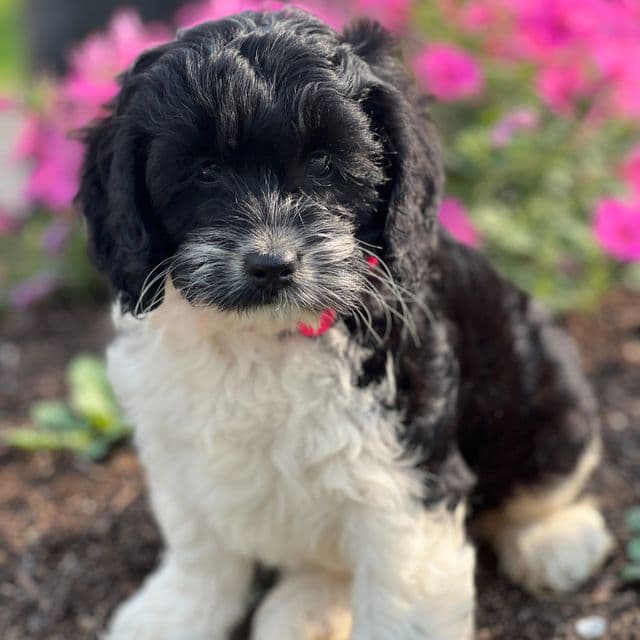 Cupcake - Cockapoo Female
