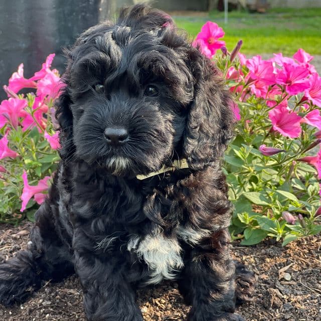 Carmine - Cockapoo Female