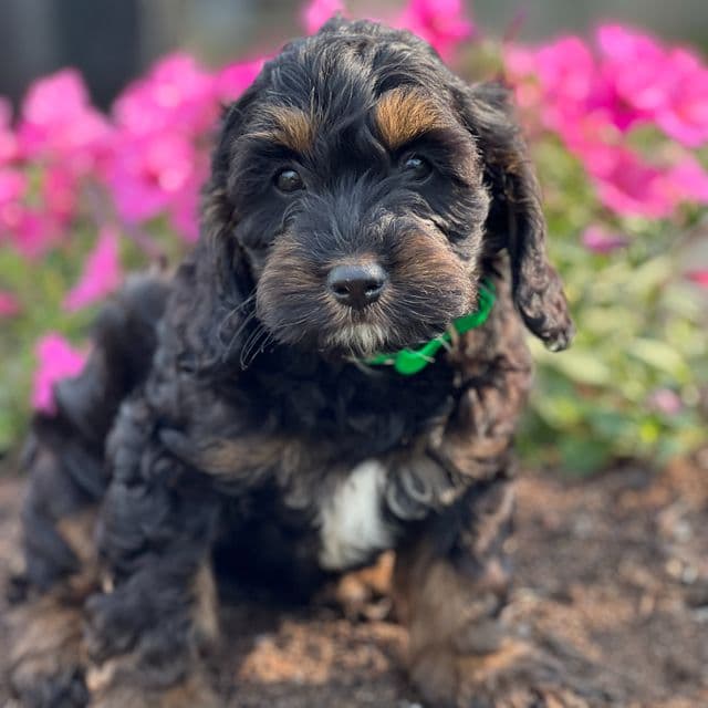 Calyx - Cockapoo Male