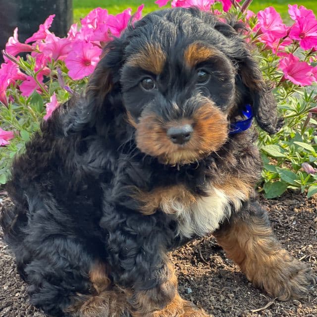 Chippy - Cockapoo Male