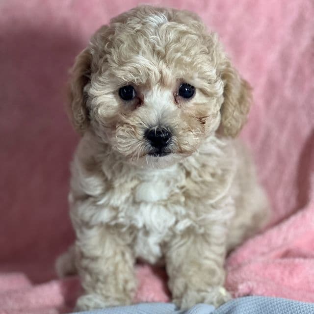 Marielle - Bichon Frise Female
