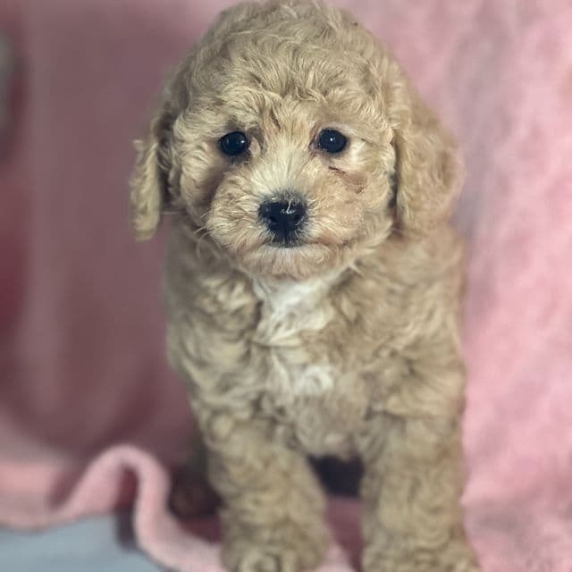 Mira - Bichon Frise Female