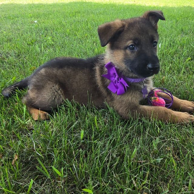 Beauty - German Shepherd Dog Female