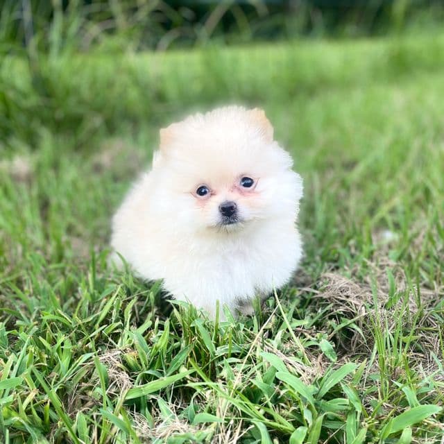 Lily - Pomeranian Female