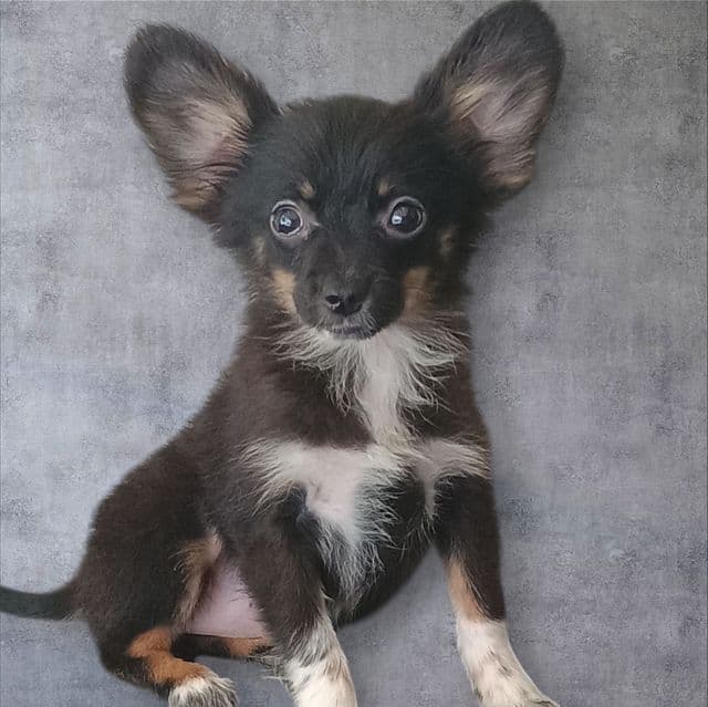 Llyod - Pomchi Male