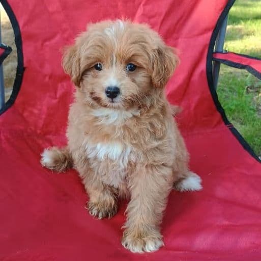 Peter - Pomapoo Male