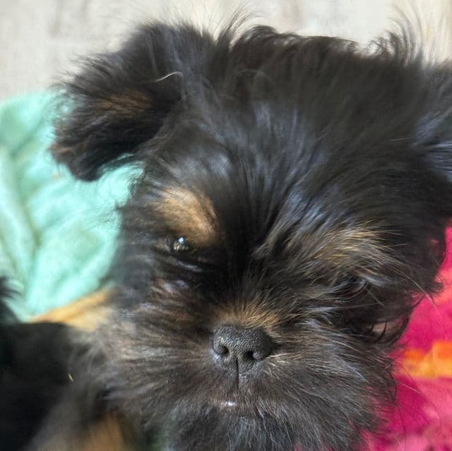 Guliver - Brussels Griffon Male