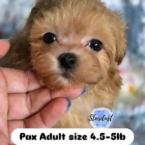 Pax - Maltipoo Male