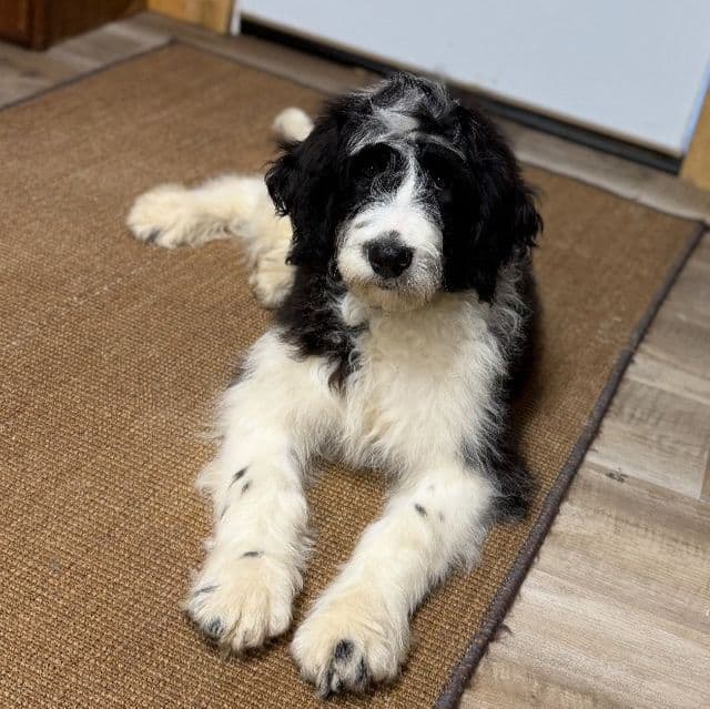 Ivan - Goldendoodle Male