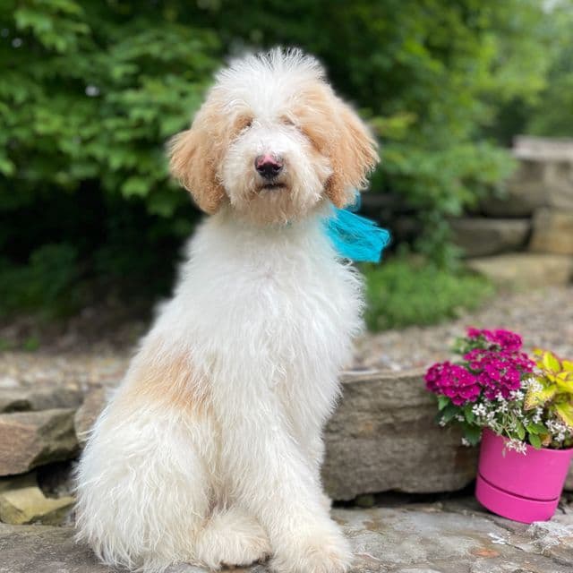Gatsby - Standard Poodle Male