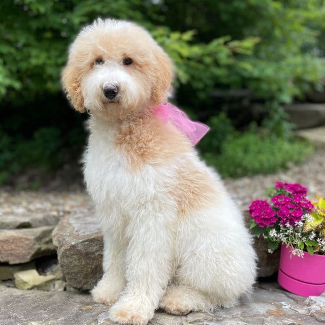 Gwen - Standard Poodle Female
