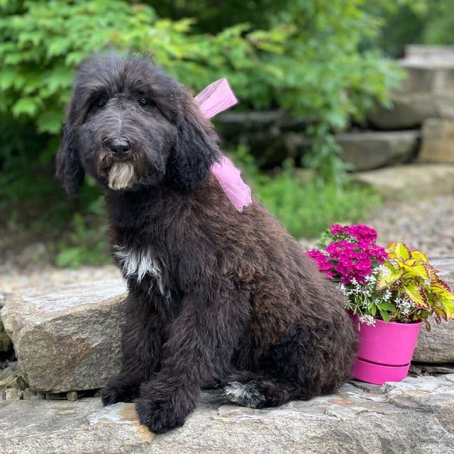 Gypsy - Standard Poodle Female