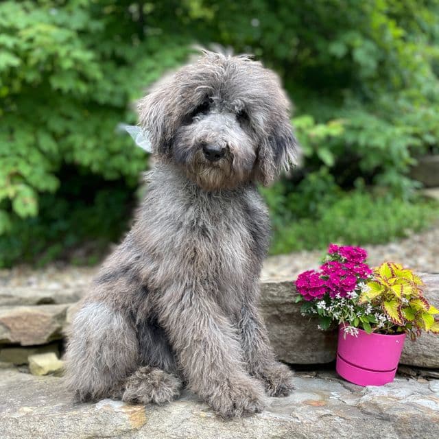 Gizmo - Standard Poodle Male
