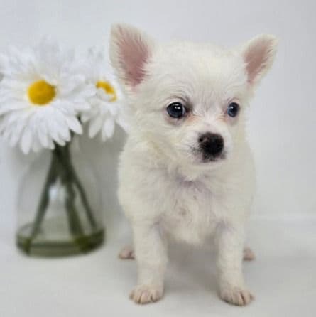 Opaline  - Chihuahua Female