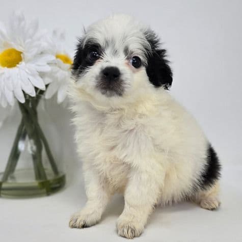 Oswald - Chihuahua Male