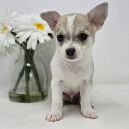 Koda - Chihuahua Male