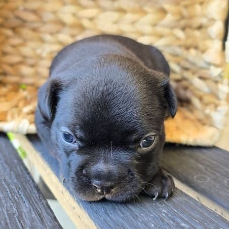Peyton - Frenchton Male