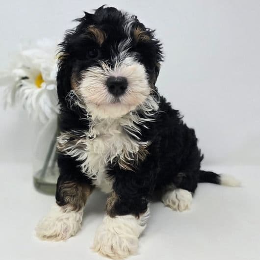 Muffy - Bernedoodle Female