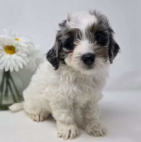 Marina - Bernedoodle Female